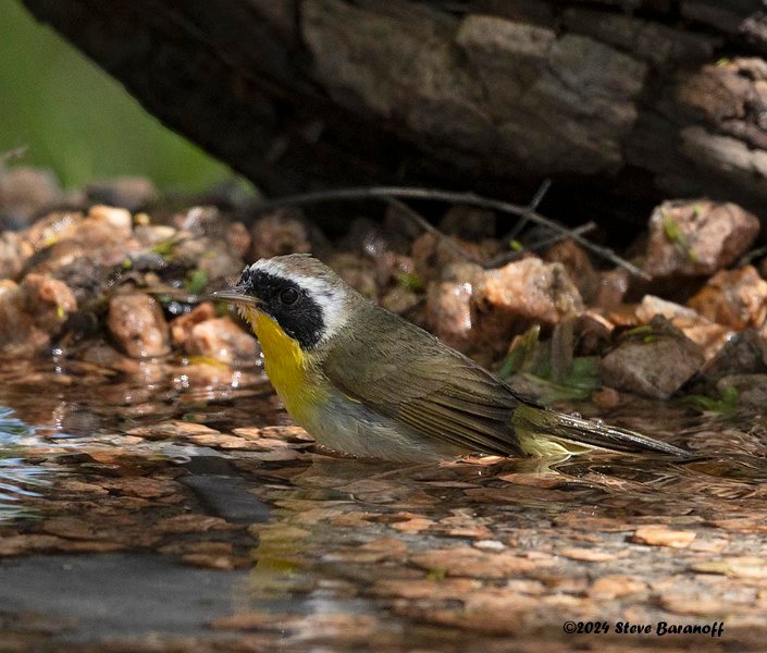 _B237530 common yellowthroat.jpg